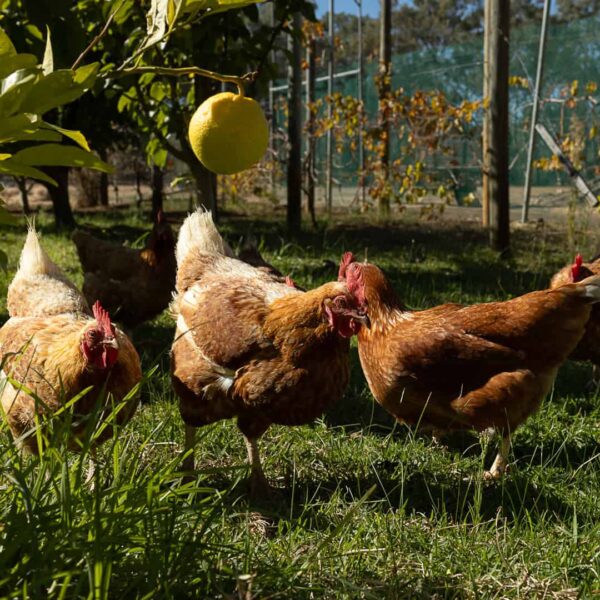 free-range-chickens-tree-chalets-sustainable-retreat-busselton