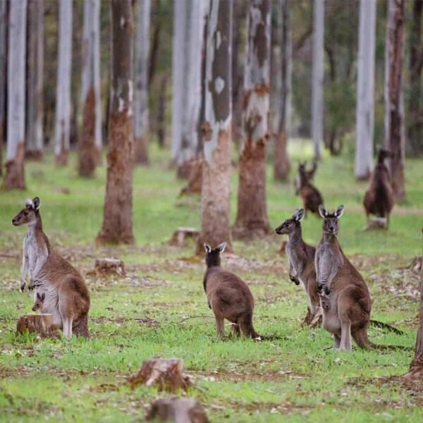 kangaroos-in-forest-tree-chalets-busselton-nature-retreat